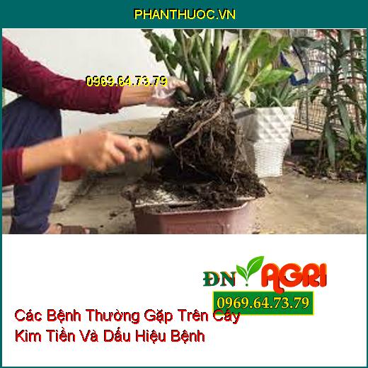 Các Bệnh Thường Gặp Trên Cây Kim Tiền Và Dấu Hiệu Bệnh