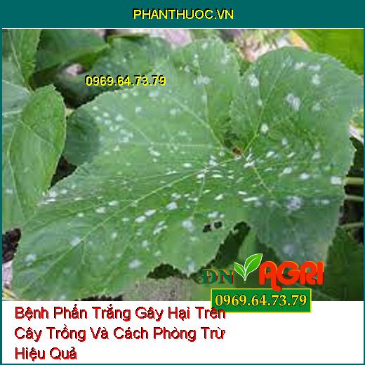 Bệnh Phấn Trắng Gây Hại Trên Cây Trồng Và Cách Phòng Trừ Hiệu Quả