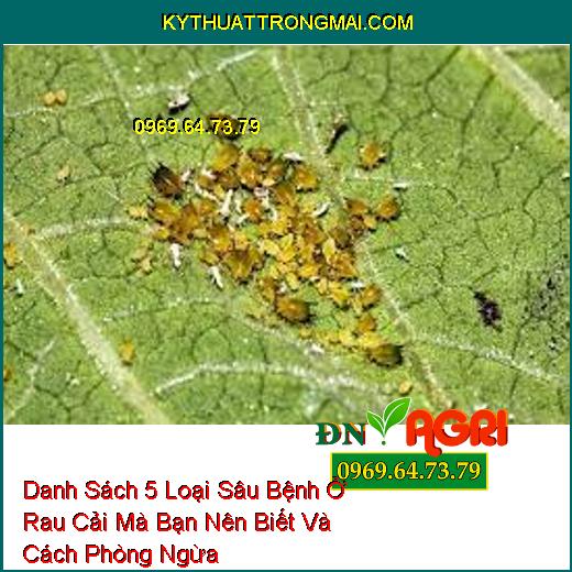 Danh Sách 5 Loại Sâu Bệnh Ở Rau Cải Mà Bạn Nên Biết Và Cách Phòng Ngừa