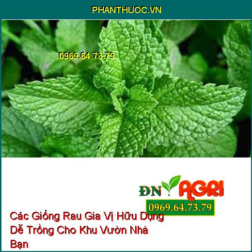 Các Giống Rau Gia Vị Hữu Dụng Dễ Trồng Cho Khu Vườn Nhà Bạn