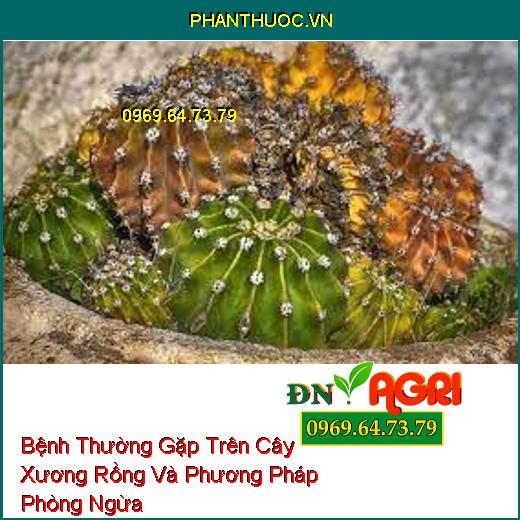 Bệnh Thường Gặp Trên Cây Xương Rồng Và Phương Pháp Phòng Ngừa