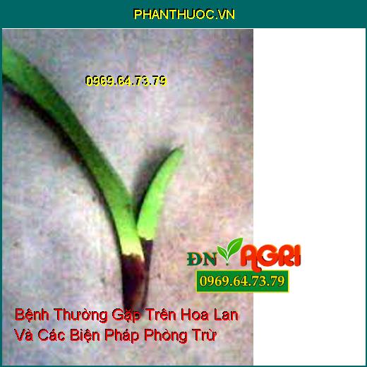 Bệnh Thường Gặp Trên Hoa Lan Và Các Biện Pháp Phòng Trừ