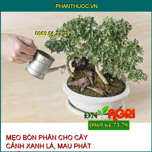 MẸO BÓN PHÂN CHO CÂY CẢNH XANH LÁ, MAU PHÁT TRIỂN