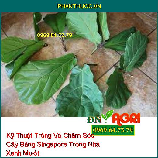 Kỹ Thuật Trồng Và Chăm Sóc Cây Bàng Singapore Trong Nhà Xanh Mướt 