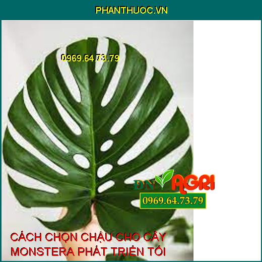 CÁCH CHỌN CHẬU CHO CÂY MONSTERA PHÁT TRIỂN TỐI ƯU