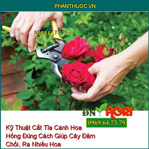 Kỹ Thuật Cắt Tỉa Cành Hoa Hồng Đúng Cách Giúp Cây Đâm Chồi, Ra Nhiều Hoa