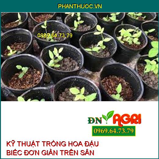 KỸ THUẬT TRỒNG HOA ĐẬU BIẾC ĐƠN GIẢN TRÊN SÂN THƯỢNG