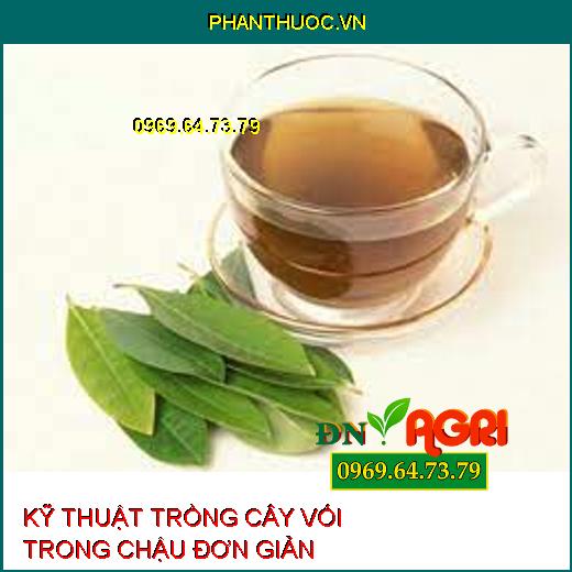 KỸ THUẬT TRỒNG CÂY VỐI TRONG CHẬU ĐƠN GIẢN