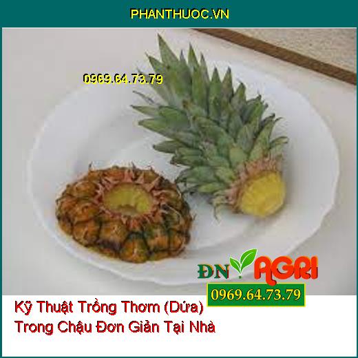 Kỹ Thuật Trồng Thơm (Dứa) Trong Chậu Đơn Giản Tại Nhà