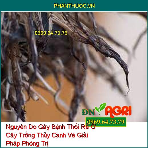 Nguyên Do Gây Bệnh Thối Rễ Ở Cây Trồng Thủy Canh Và Giải Pháp Phòng Trị