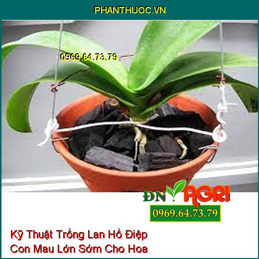 Kỹ Thuật Trồng Lan Hồ Điệp Con Mau Lớn Sớm Cho Hoa