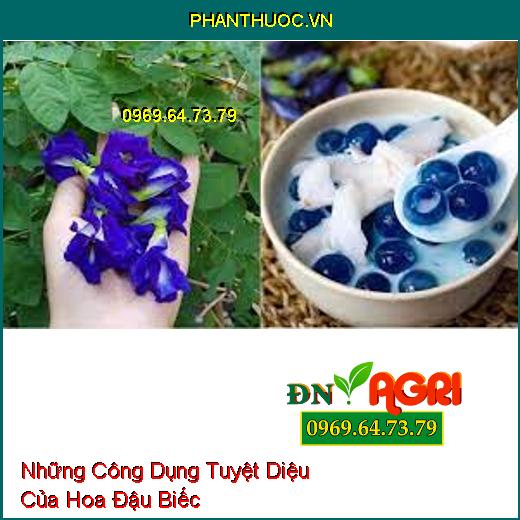 Những Công Dụng Tuyệt Diệu Của Hoa Đậu Biếc 