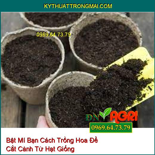 Bật Mí Bạn Cách Trồng Hoa Để Cắt Cành Từ Hạt Giống