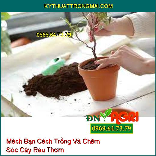 Mách Bạn Cách Trồng Và Chăm Sóc Cây Rau Thơm 