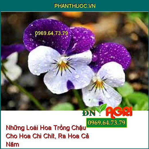 Những Loài Hoa Trồng Chậu Cho Hoa Chi Chít, Ra Hoa Cả Năm