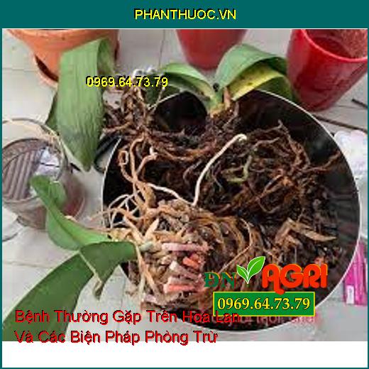 Bệnh Thường Gặp Trên Hoa Lan Và Các Biện Pháp Phòng Trừ