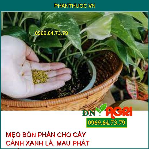 MẸO BÓN PHÂN CHO CÂY CẢNH XANH LÁ, MAU PHÁT TRIỂN