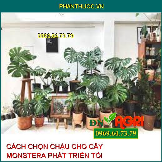 CÁCH CHỌN CHẬU CHO CÂY MONSTERA PHÁT TRIỂN TỐI ƯU