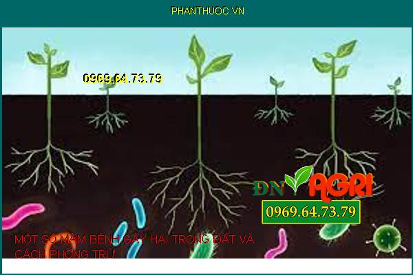 MỘT SỐ MẦM BỆNH GÂY HẠI TRONG ĐẤT VÀ CÁCH PHÒNG TRỪ 