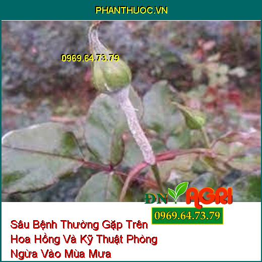 Sâu Bệnh Thường Gặp Trên Hoa Hồng Và Kỹ Thuật Phòng Ngừa Vào Mùa Mưa