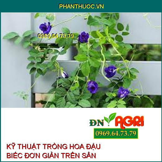 KỸ THUẬT TRỒNG HOA ĐẬU BIẾC ĐƠN GIẢN TRÊN SÂN THƯỢNG