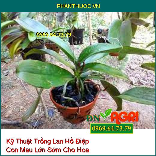 Kỹ Thuật Trồng Lan Hồ Điệp Con Mau Lớn Sớm Cho Hoa