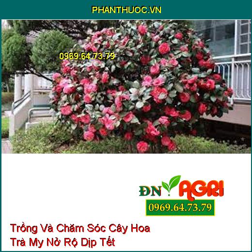 Trồng Và Chăm Sóc Cây Hoa Trà My Nở Rộ Dịp Tết