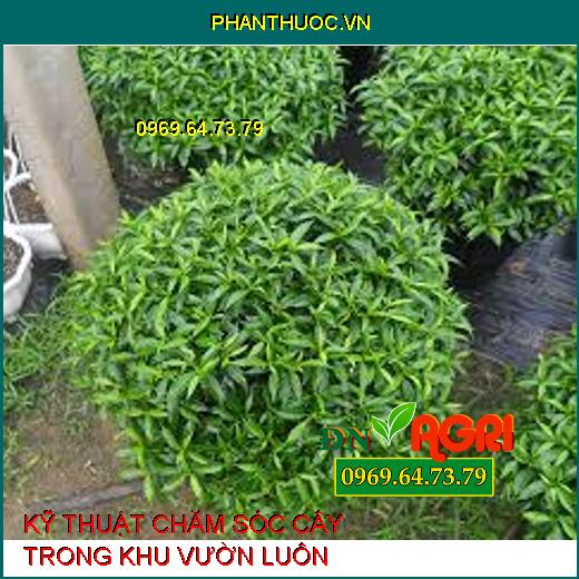 KỸ THUẬT CHĂM SÓC CÂY TRONG KHU VƯỜN LUÔN XANH TƯƠI