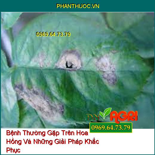 Bệnh Thường Gặp Trên Hoa Hồng Và Những Giải Pháp Khắc Phục