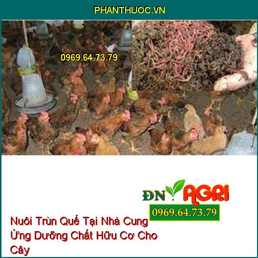 Các Hình Thức Nuôi Trùn Quế Tại Nhà Cung Ứng Dưỡng Chất Hữu Cơ Cho Cây