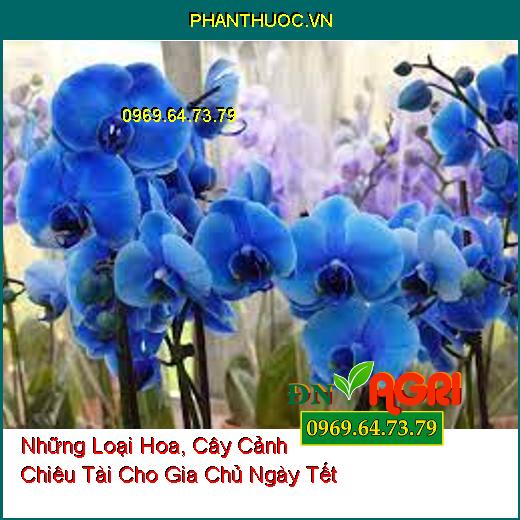 Những Loại Hoa, Cây Cảnh Chiêu Tài Cho Gia Chủ Ngày Tết