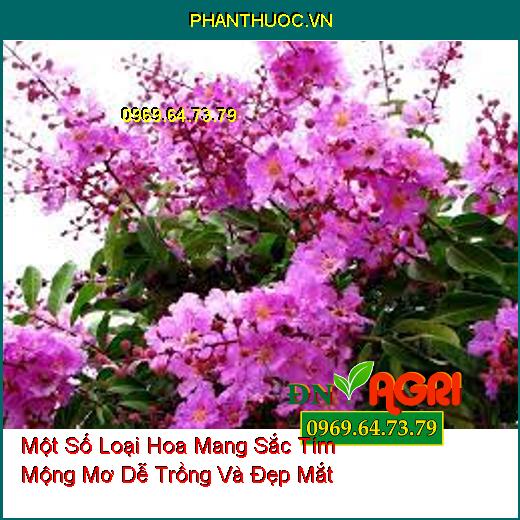 Một Số Loại Hoa Mang Sắc Tím Mộng Mơ Dễ Trồng Và Đẹp Mắt