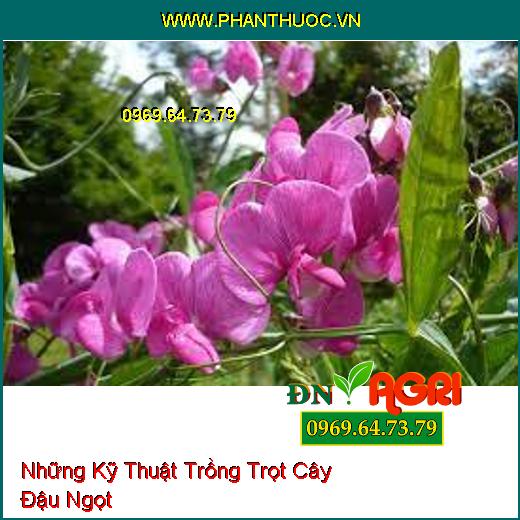 Những Kỹ Thuật Trồng Trọt Cây Đậu Ngọt