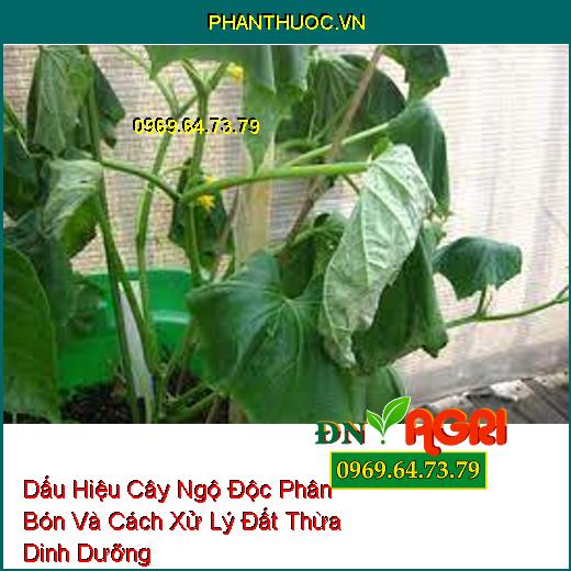 Dấu Hiệu Cây Ngộ Độc Phân Bón Và Cách Xử Lý Đất Thừa Dinh Dưỡng   