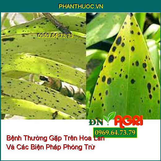 Bệnh Thường Gặp Trên Hoa Lan Và Các Biện Pháp Phòng Trừ