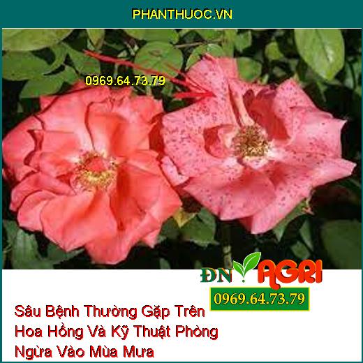 Sâu Bệnh Thường Gặp Trên Hoa Hồng Và Kỹ Thuật Phòng Ngừa Vào Mùa Mưa