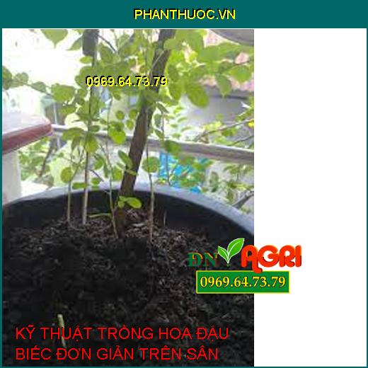 KỸ THUẬT TRỒNG HOA ĐẬU BIẾC ĐƠN GIẢN TRÊN SÂN THƯỢNG