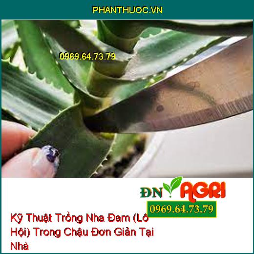 Kỹ Thuật Trồng Nha Đam (Lô Hội) Trong Chậu Đơn Giản Tại Nhà