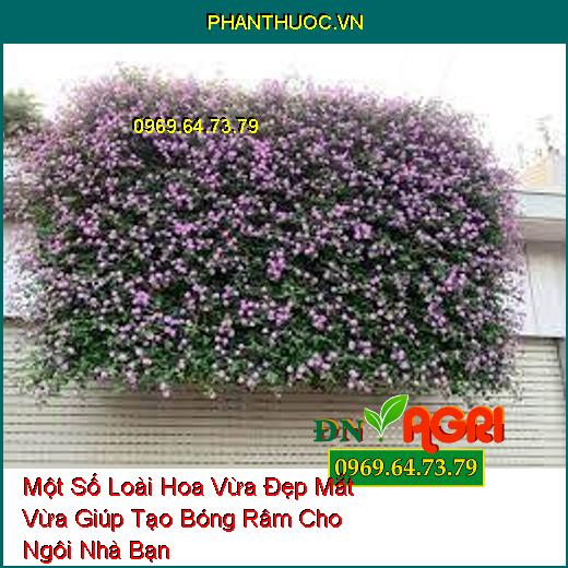 Một Số Loài Hoa Vừa Đẹp Mắt Vừa Giúp Tạo Bóng Râm Cho Ngôi Nhà Bạn