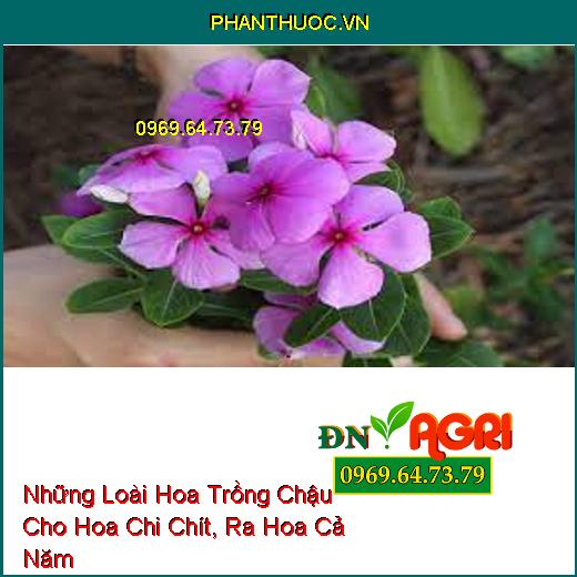 Những Loài Hoa Trồng Chậu Cho Hoa Chi Chít, Ra Hoa Cả Năm