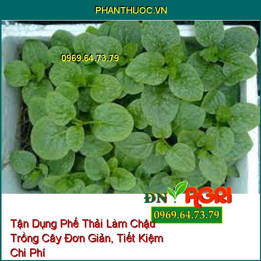 Tận Dụng Phế Thải Làm Chậu Trồng Cây Đơn Giản, Tiết Kiệm Chi Phí