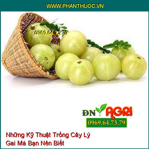 Những Kỹ Thuật Trồng Cây Lý Gai Mà Bạn Nên Biết