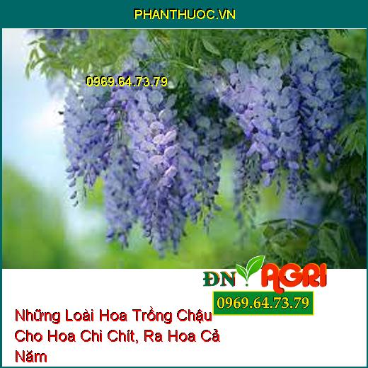 Những Loài Hoa Trồng Chậu Cho Hoa Chi Chít, Ra Hoa Cả Năm