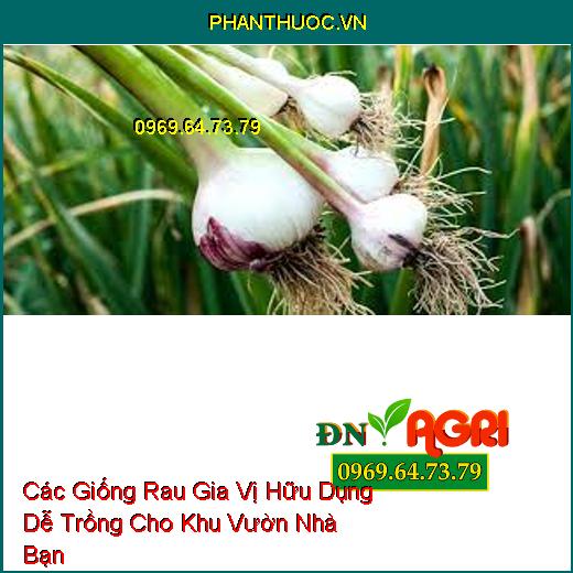 Các Giống Rau Gia Vị Hữu Dụng Dễ Trồng Cho Khu Vườn Nhà Bạn