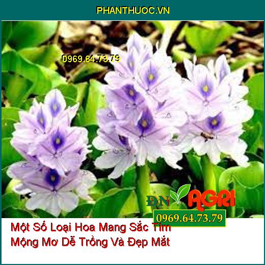 Một Số Loại Hoa Mang Sắc Tím Mộng Mơ Dễ Trồng Và Đẹp Mắt