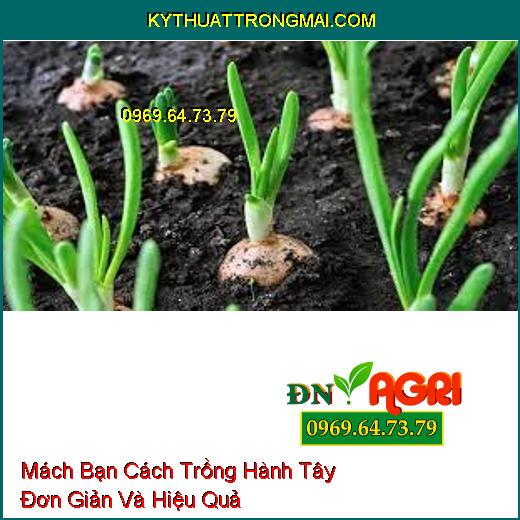 Mách Bạn Cách Trồng Hành Tây Đơn Giản Và Hiệu Quả