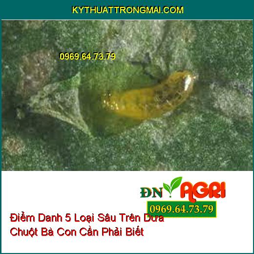 Điểm Danh 5 Loại Sâu Trên Dưa Chuột Bà Con Cần Phải Biết 