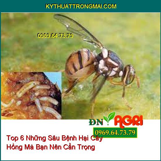 Top 6 Những Sâu Bệnh Hại Cây Hồng Mà Bạn Nên Cẩn Trọng