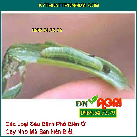 Các Loại Sâu Bệnh Phổ Biến Ở Cây Nho Mà Bạn Nên Biết