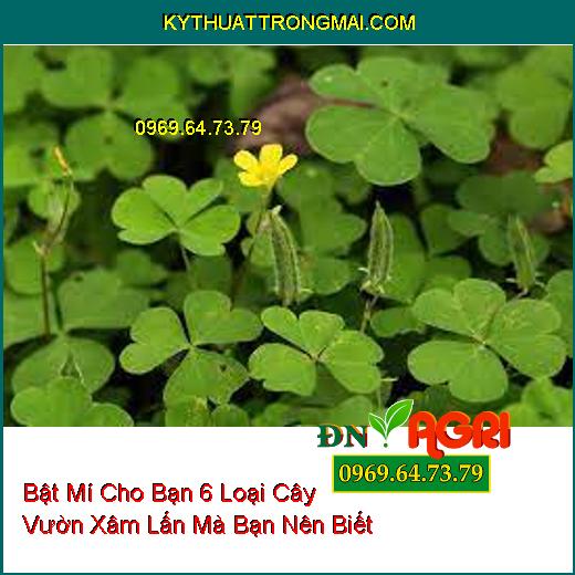 Bật Mí Cho Bạn 6 Loại Cây Vườn Xâm Lấn Mà Bạn Nên Biết